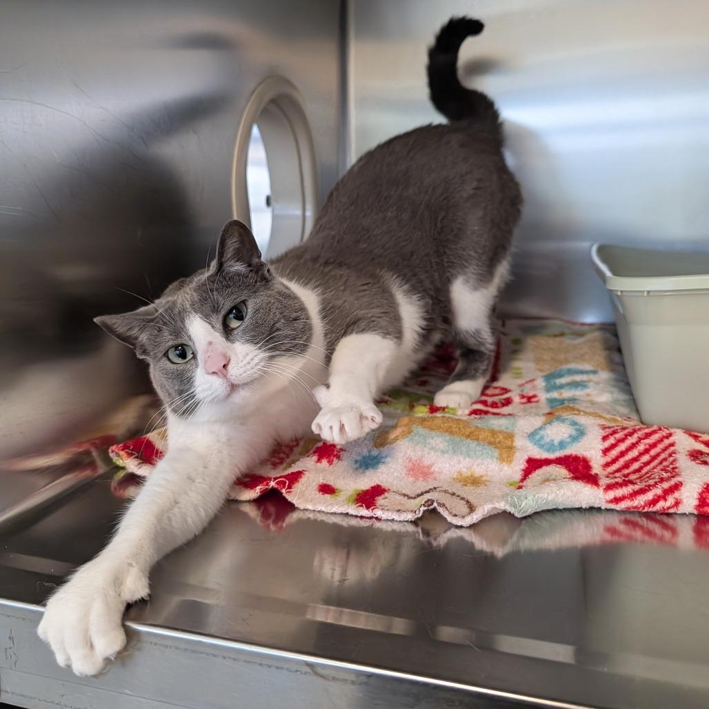 Gigi, Adoptable, Adult Female Domestic Short Hair & Mixed Breed.