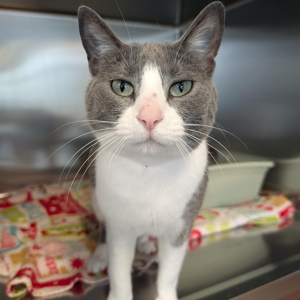 Enlarge Gigi, a Adoptable mixed breed in Saint Cloud, MN image 6/6