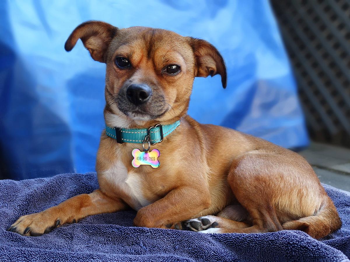 Enlarge Indigo, a Adoptable mixed breed in Santa Clara, CA image 1/3