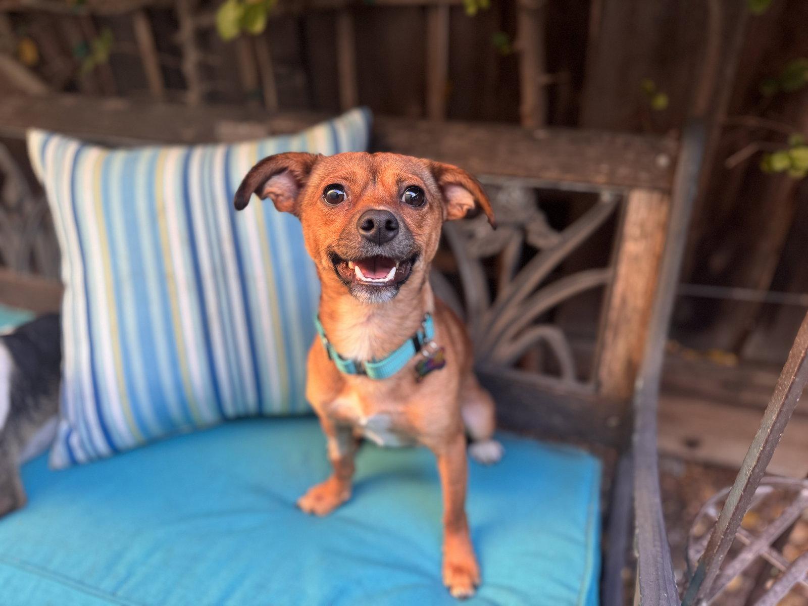 Enlarge Indigo, a Adoptable mixed breed in Santa Clara, CA image 2/3