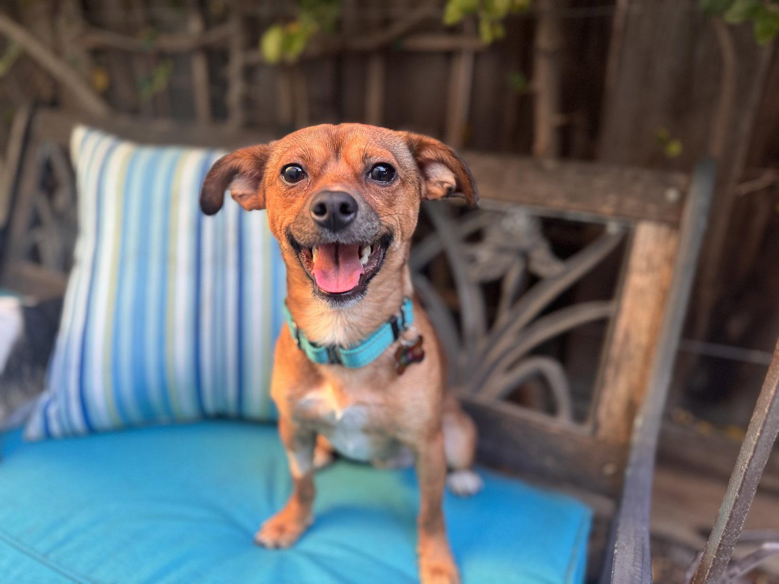 Enlarge Indigo, a Adoptable mixed breed in Santa Clara, CA image 3/3