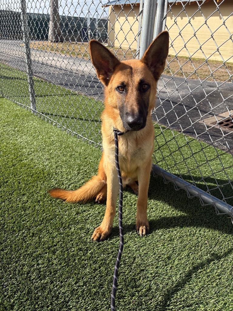 Enlarge Murphy, a Adoptable German Shepherd Dog in Boca Raton, FL image 1/1