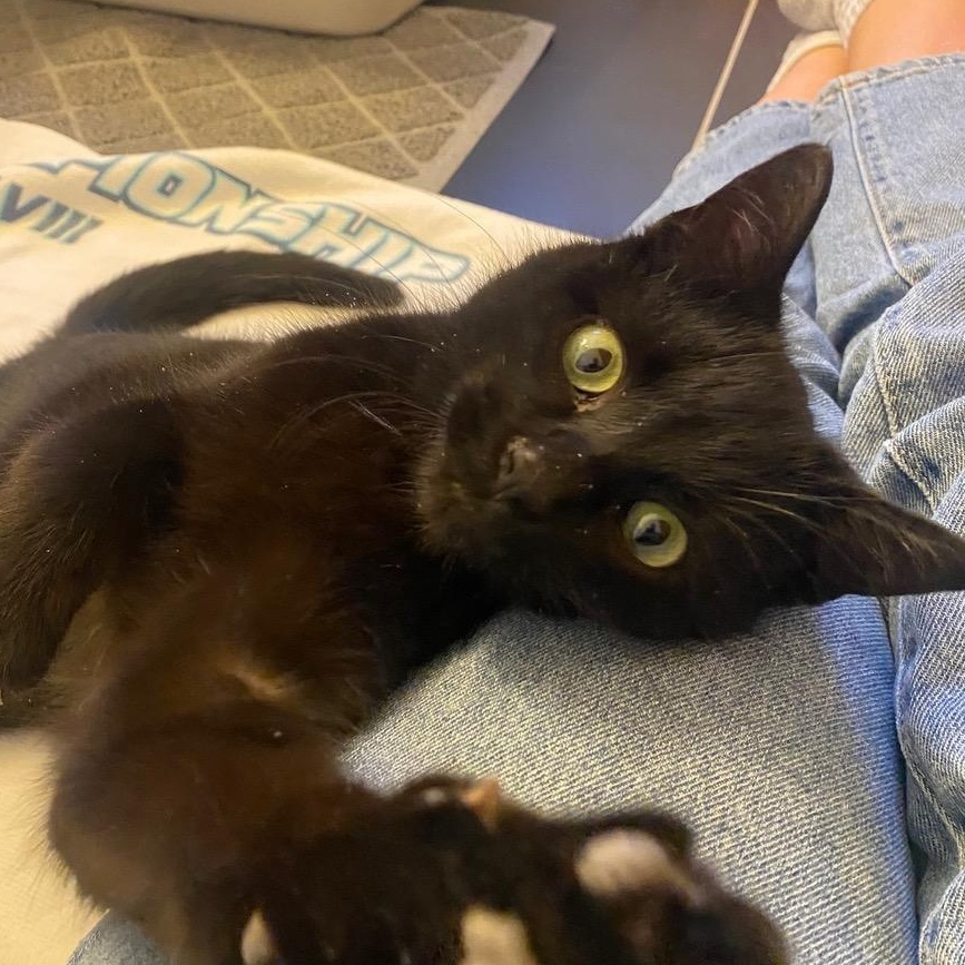 TJ, adopted, Young Male Domestic Short Hair.
