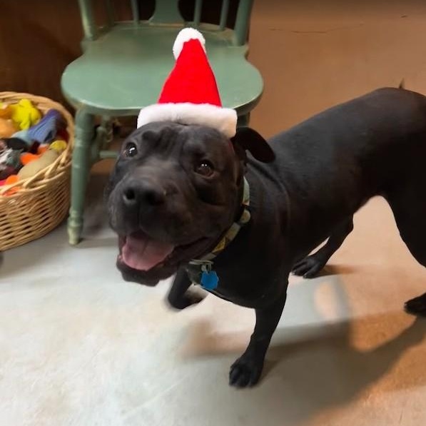 Enlarge Brutus, a ADOPTABLE mixed breed in Llano, TX image 1/4