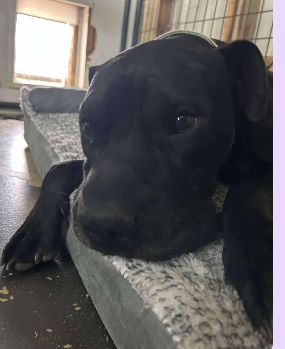 Enlarge Brutus, a ADOPTABLE mixed breed in Llano, TX image 2/4