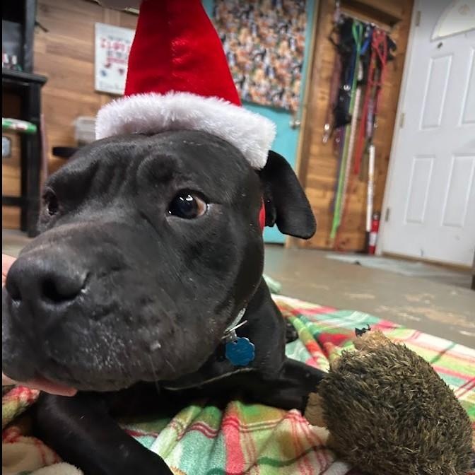 Enlarge Brutus, a ADOPTABLE mixed breed in Llano, TX image 3/4