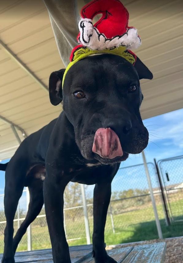 Enlarge Brutus, a ADOPTABLE mixed breed in Llano, TX image 4/4