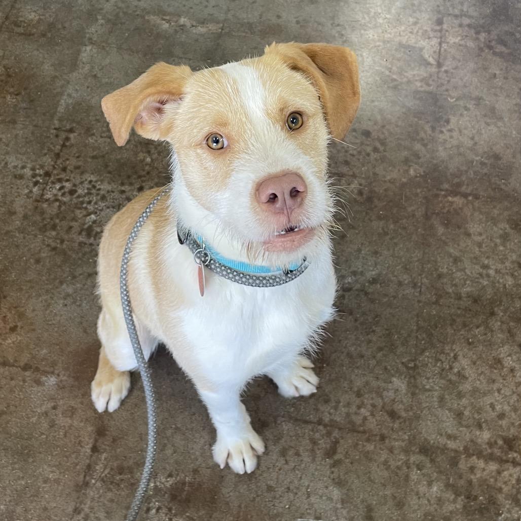 Sebastian, Adoptable, Young Male Terrier.