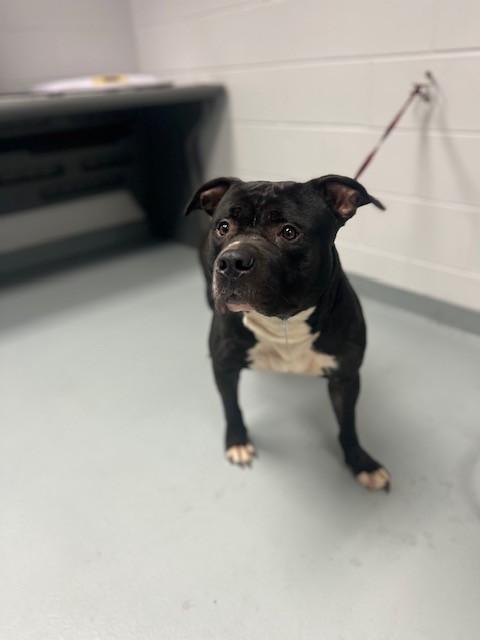 BURGER, Adoptable, Adult Male Pit Bull Terrier.