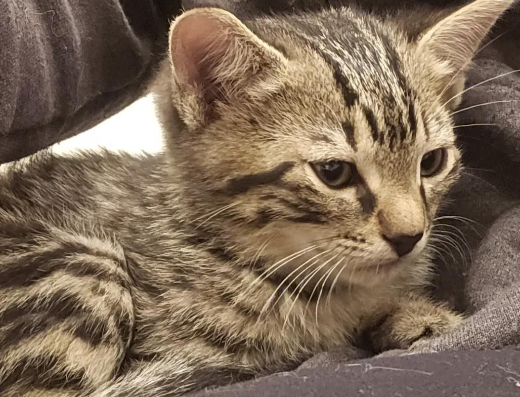 Toby, Adopted, Kitten Male Tabby.