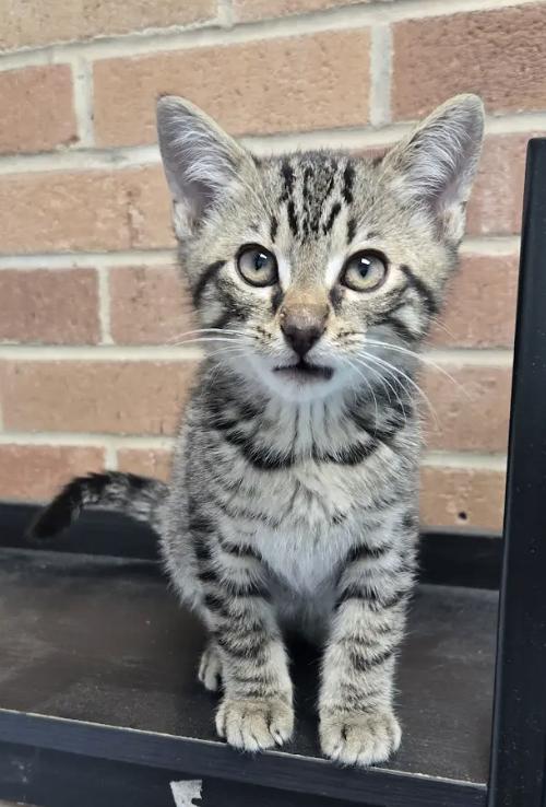 Enlarge Toby, a Adopted Tabby in Decatur, GA image 2/3