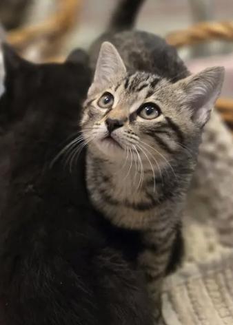 Enlarge Toby, a Adopted Tabby in Decatur, GA image 3/3