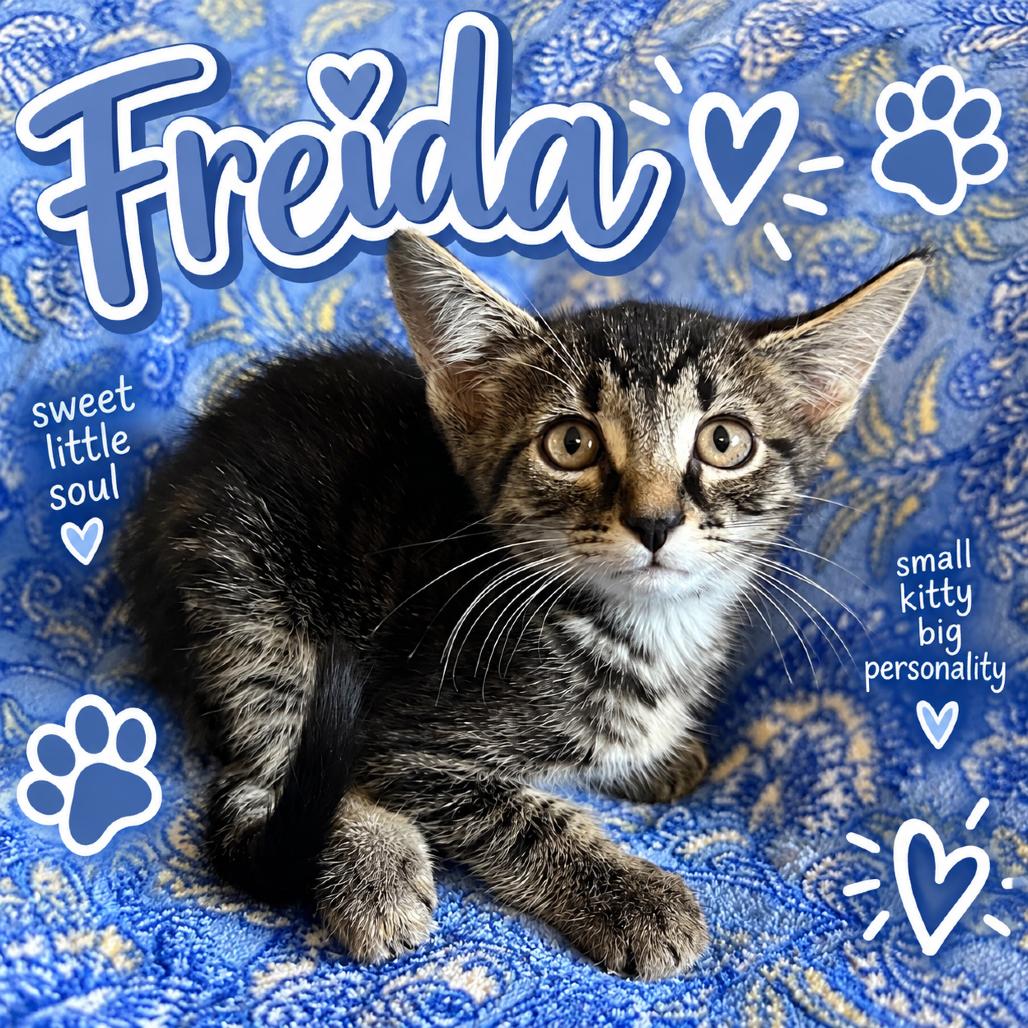 Freida, Adoptable, Kitten Female Domestic Short Hair.