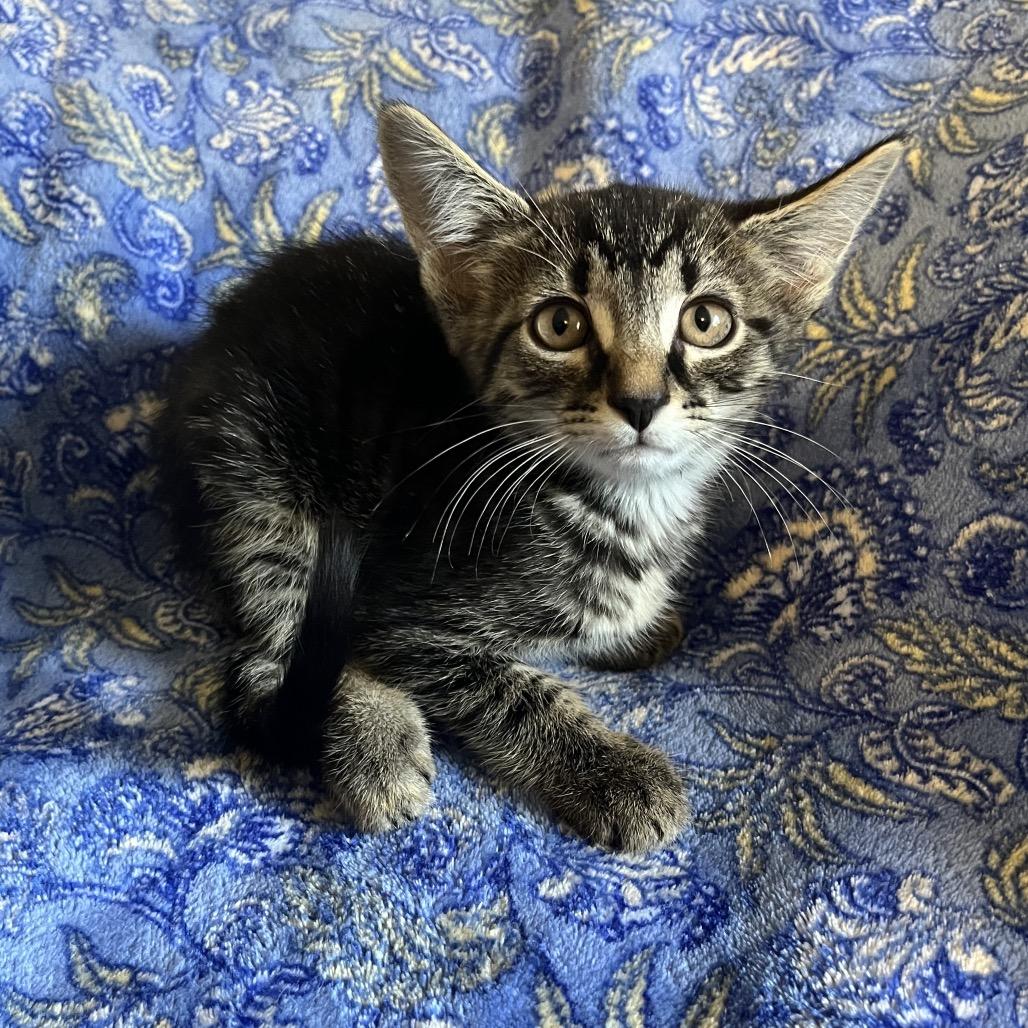 Enlarge Freida, a Adoptable Domestic Short Hair in Waldorf, MD image 2/2