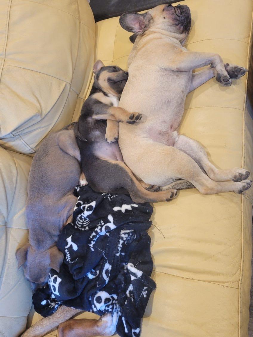 Enlarge Luna, an adopted mixed breed in Murrieta, CA image 4/6