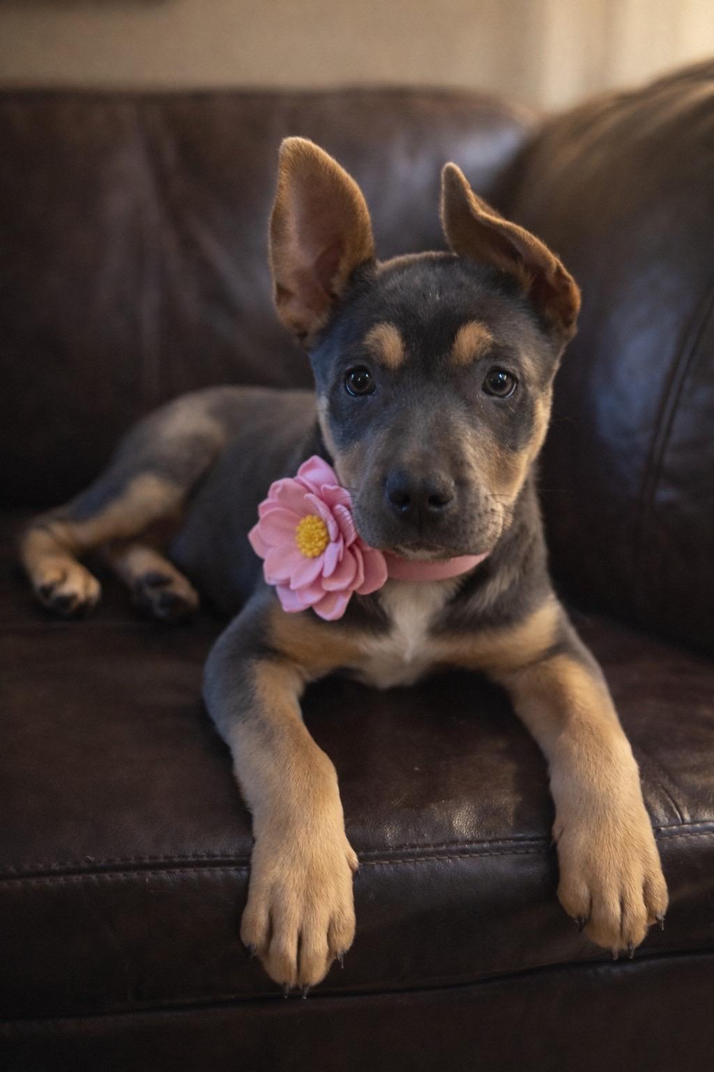 Luna, adopted, Puppy Female Pit Bull Terrier.