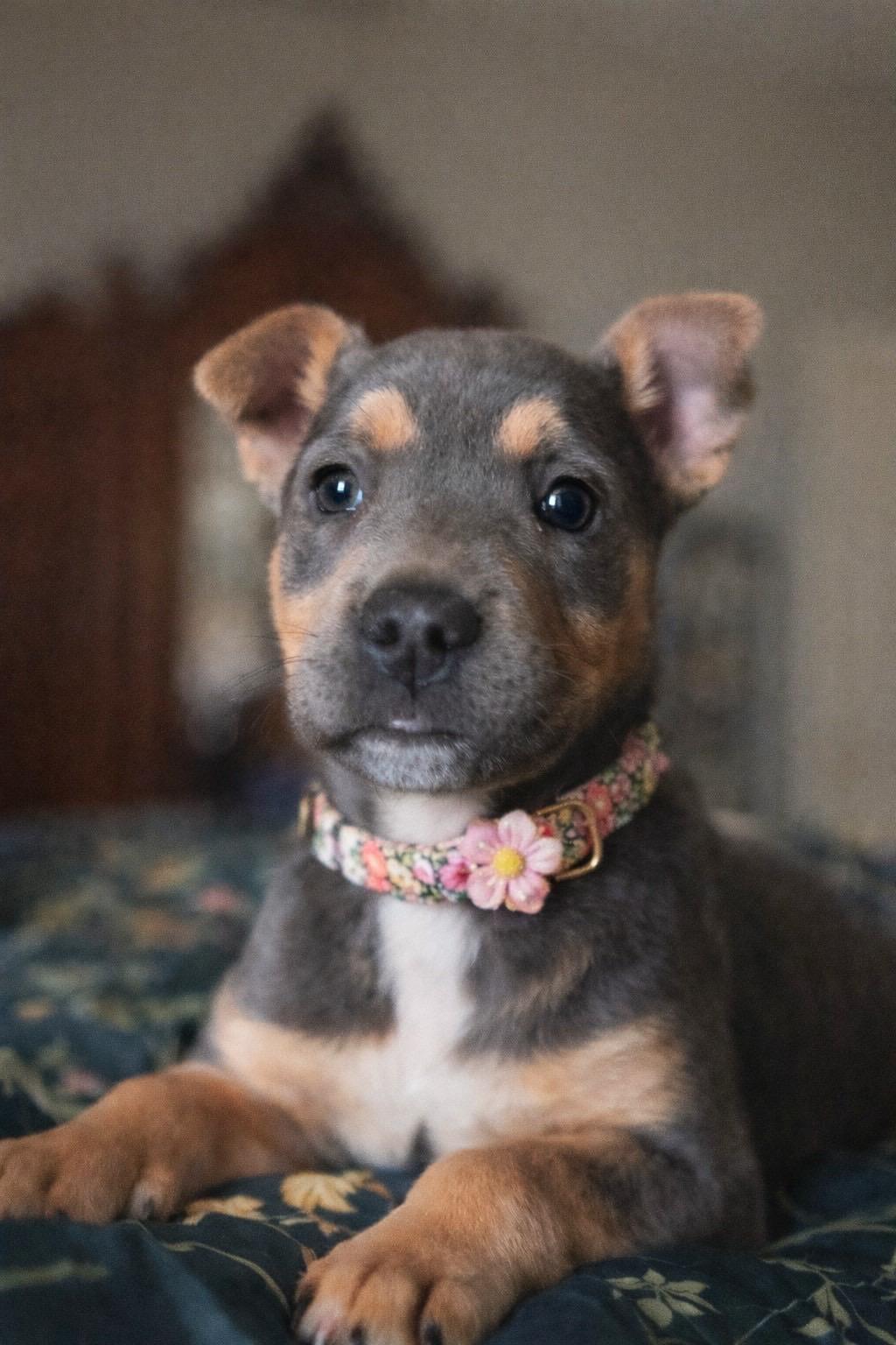 Enlarge Luna, an adopted mixed breed in Murrieta, CA image 2/6