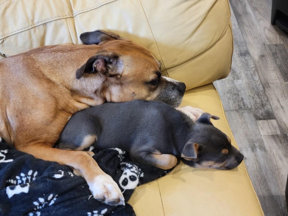 Enlarge Luna, an adopted mixed breed in Murrieta, CA image 5/6