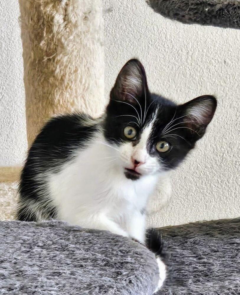 Enlarge Puddin Pie, a Adoptable Domestic Short Hair in Thatcher, AZ image 1/1