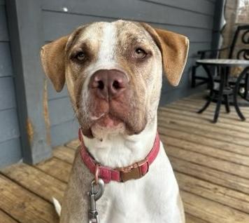 Billie — thumbnail 2