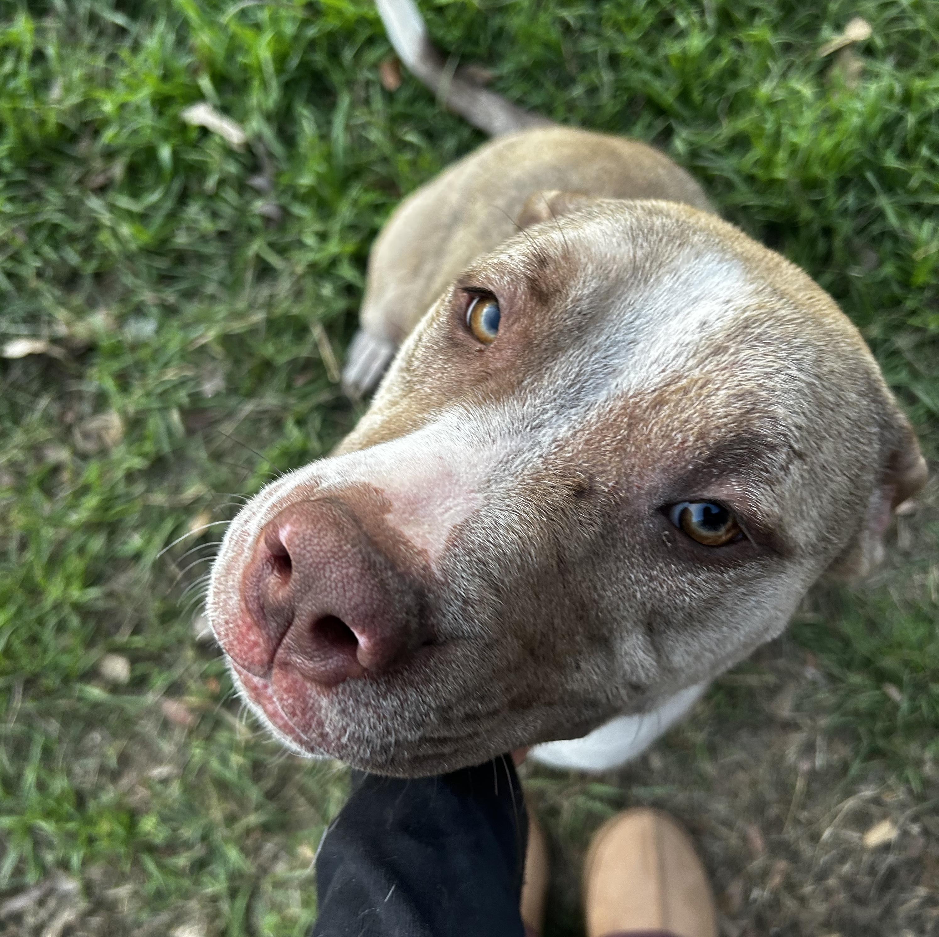 Billie — thumbnail 3