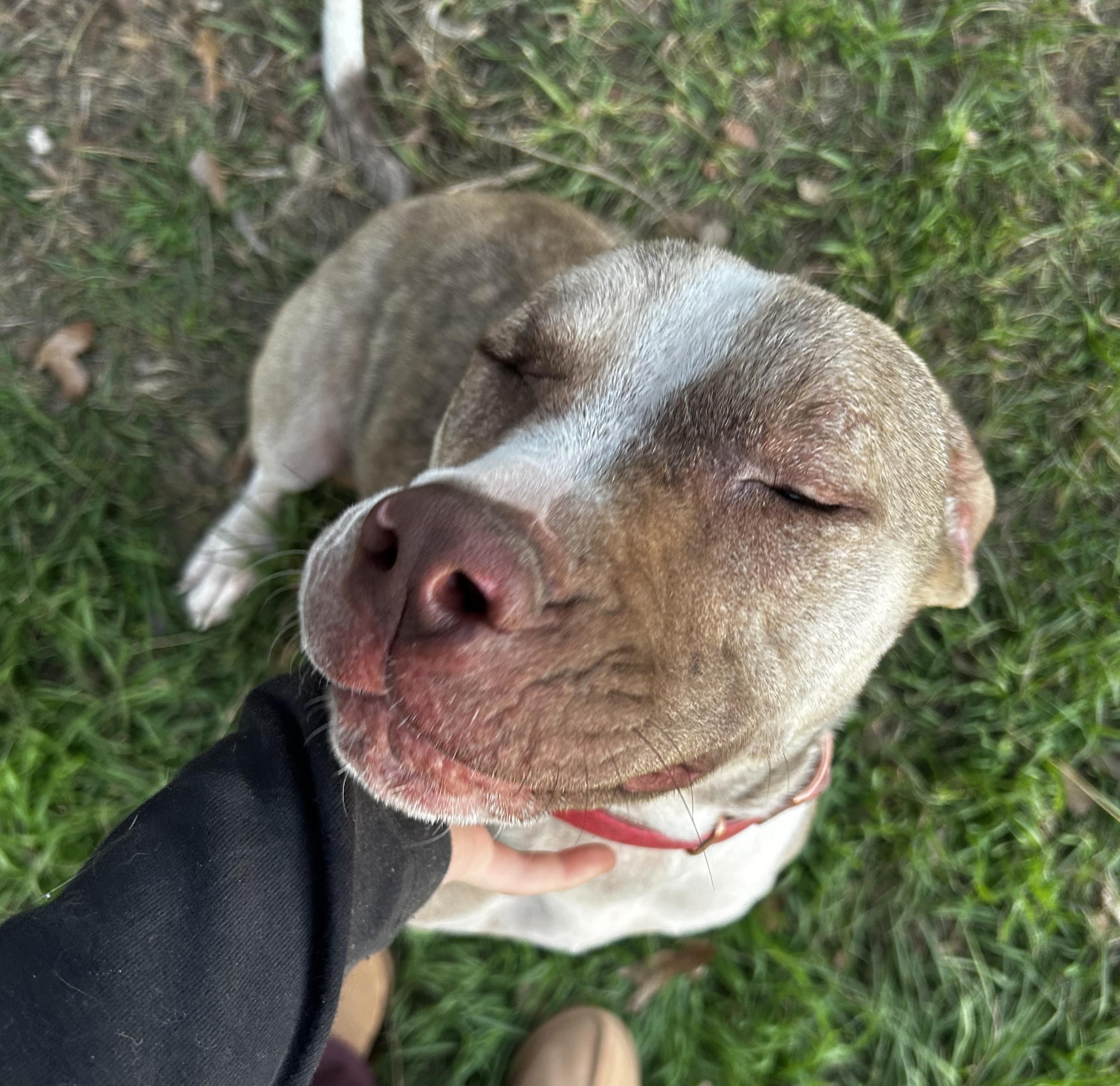 Billie — thumbnail 5