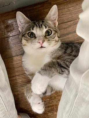 Claudia, Adoptable, Young Female Domestic Short Hair & Tabby.