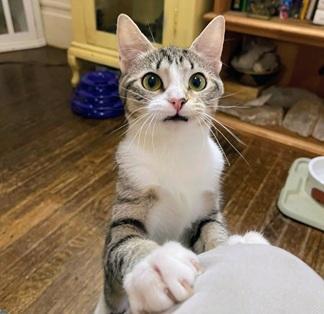 Enlarge Claudia, a Adoptable mixed breed in San Francisco, CA image 5/6