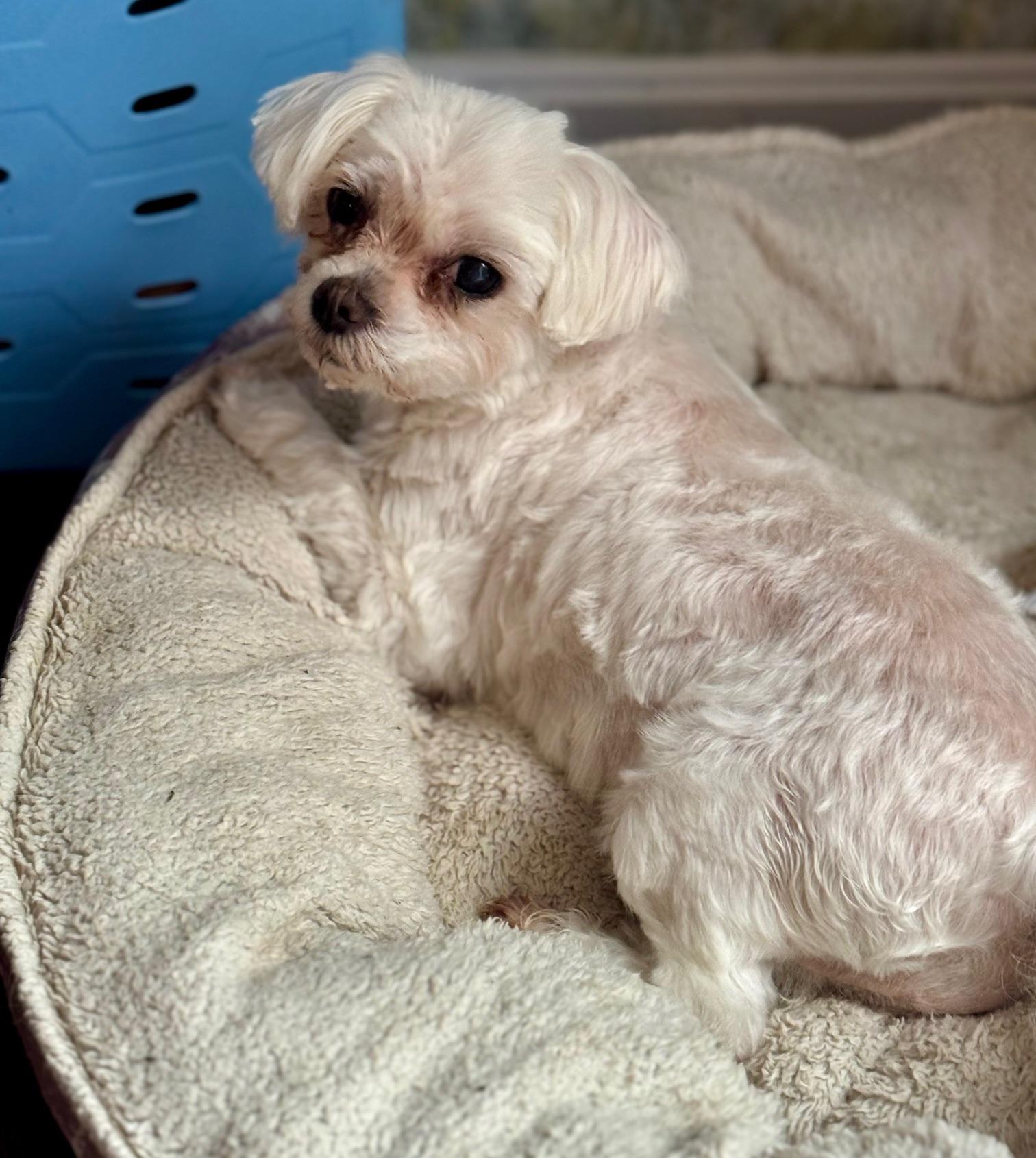 Ellie, an adoptable Maltese in Springfield, VA, 22153 | Photo Image 1