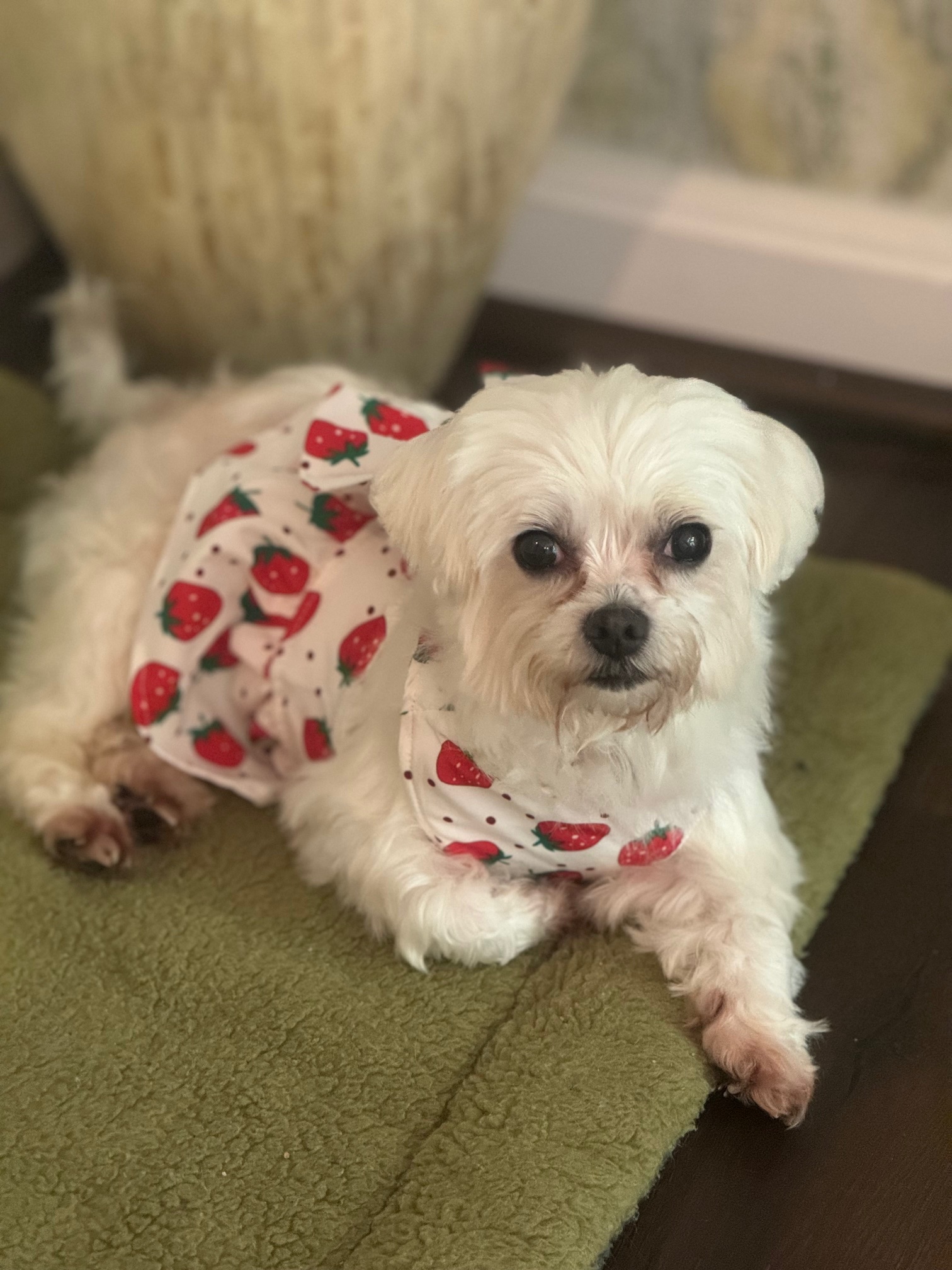 Ellie, an adoptable Maltese in Springfield, VA, 22153 | Photo Image 4