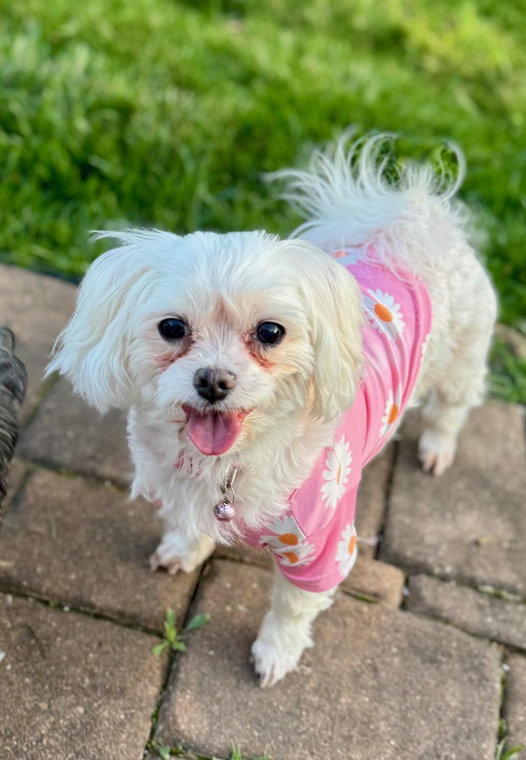 Ellie, an adoptable Maltese in Springfield, VA, 22153 | Photo Image 3