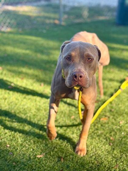 Fendi - 2, Adoptable, Adult Female Pit Bull Terrier & Mixed Breed.