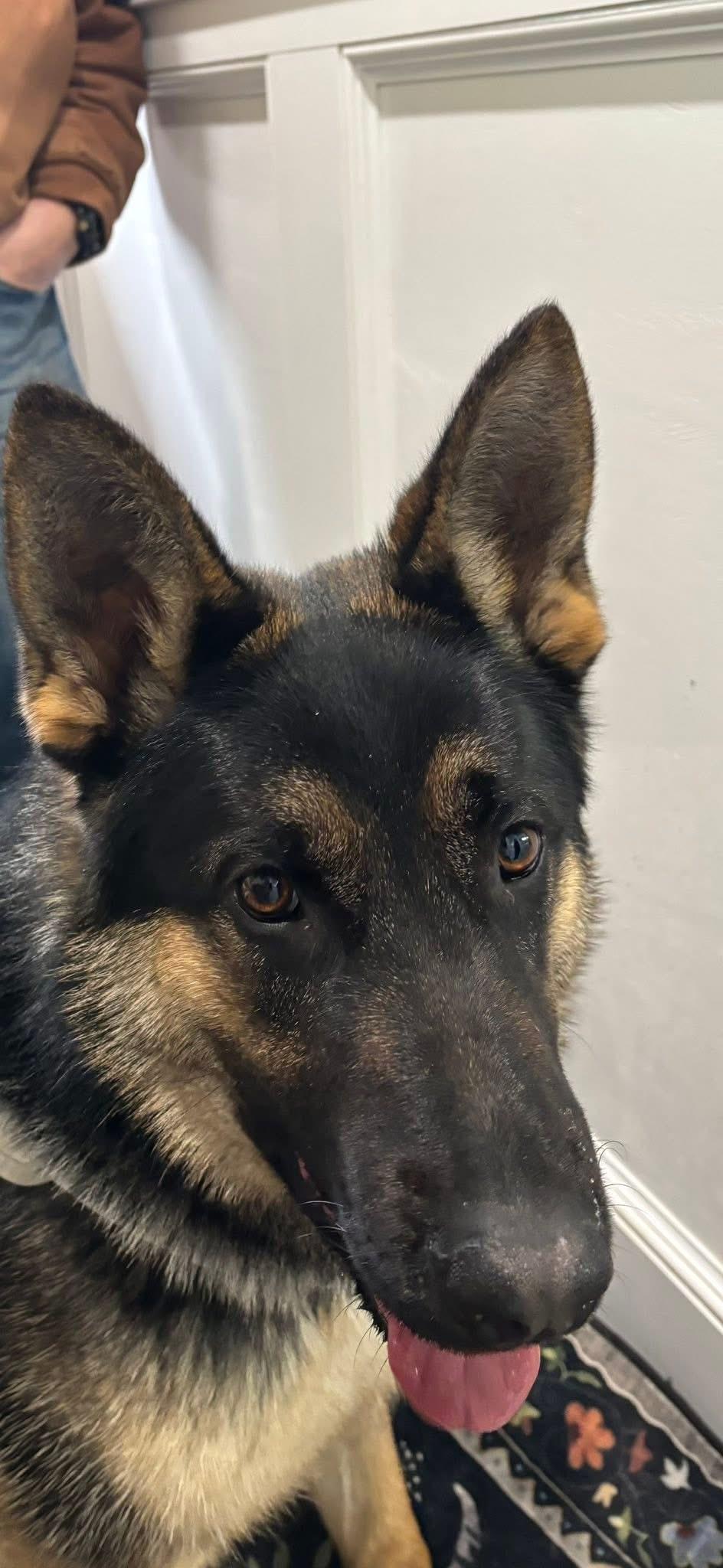 Enlarge Max, an adopted German Shepherd Dog in Pompton Plains, NJ image 1/1