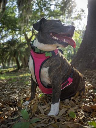 Zara, Adoptable, Adult Female American Bulldog & Mixed Breed.