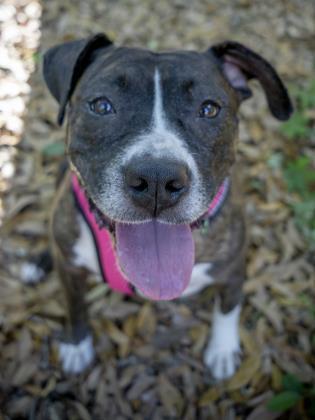 Enlarge Zara, a Adoptable mixed breed in Savannah, GA image 5/6