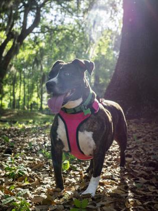 Enlarge Zara, a Adoptable mixed breed in Savannah, GA image 2/3