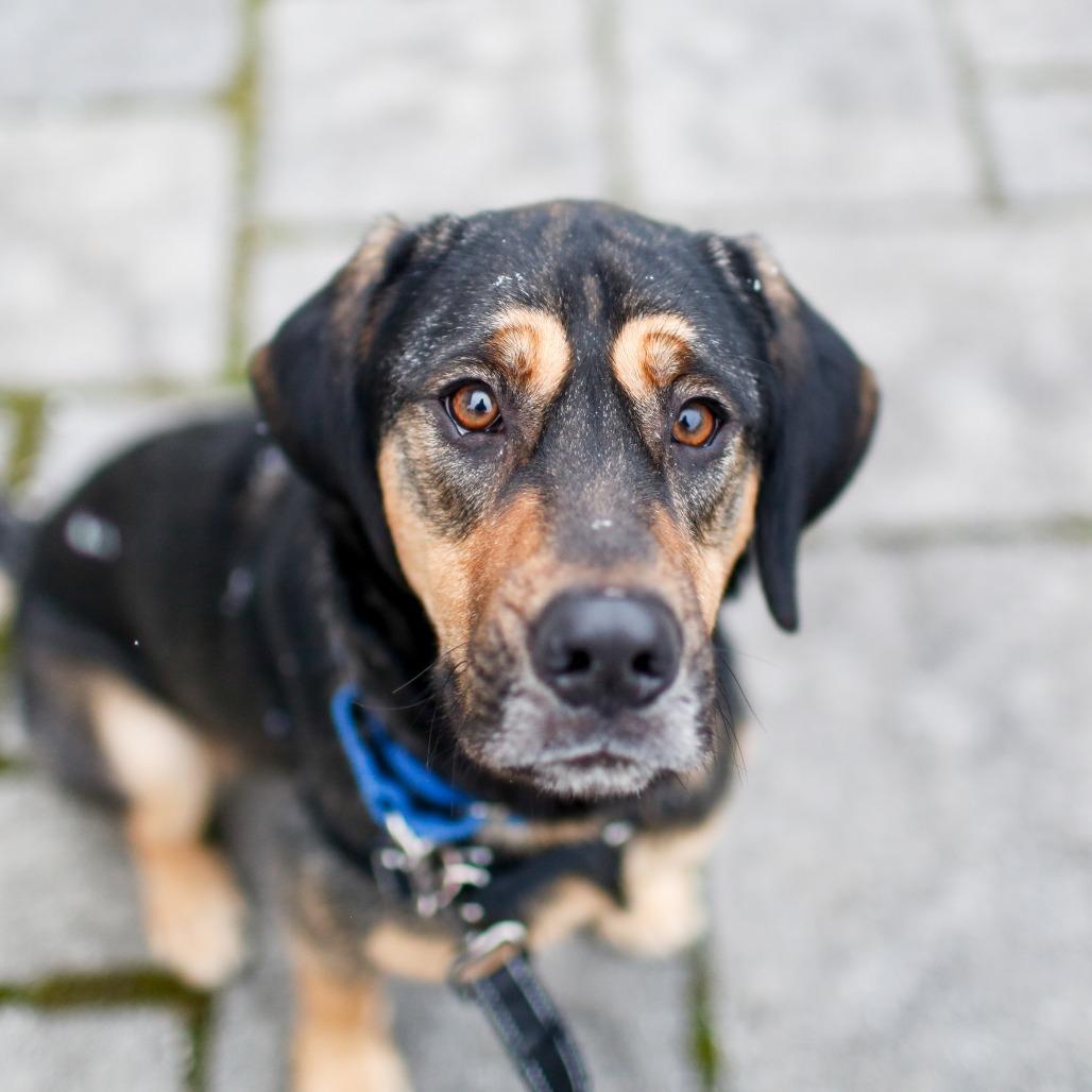 Enlarge Buddy, a Adoptable mixed breed in Dover, NH image 1/6