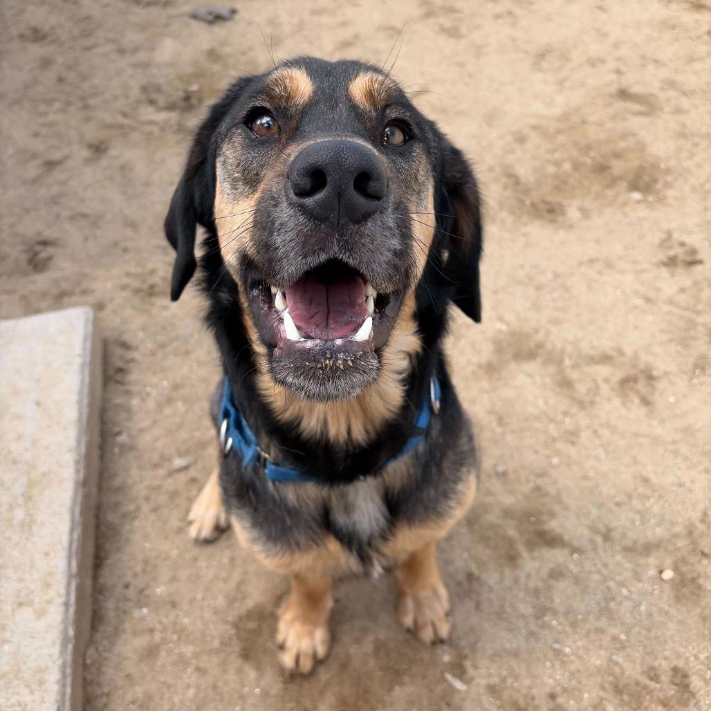 Buddy, a Adoptable mixed breed in Dover, NH image 1/6