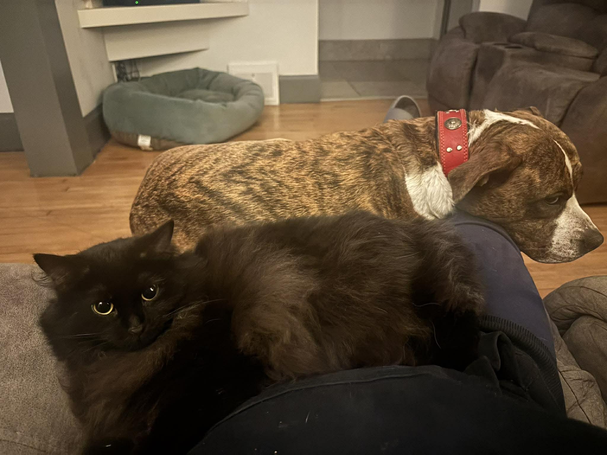 Enlarge Dusty Bunny, a ADOPTABLE mixed breed in Sheboygan, WI image 2/5