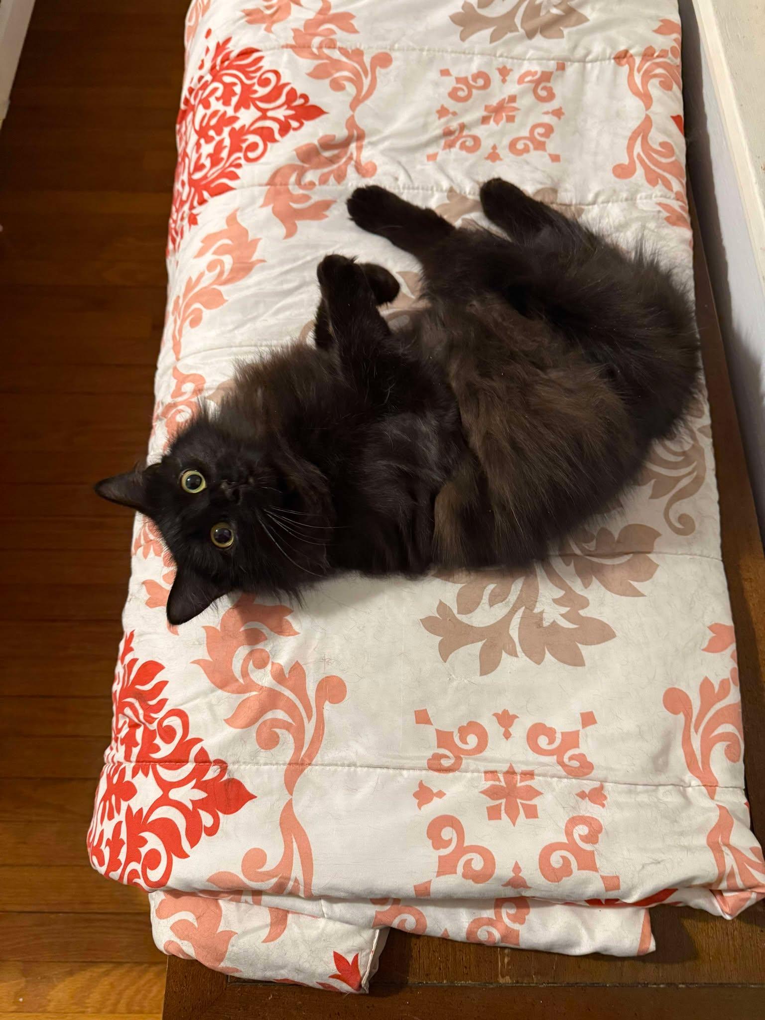 Enlarge Dusty Bunny, a ADOPTABLE mixed breed in Sheboygan, WI image 3/5