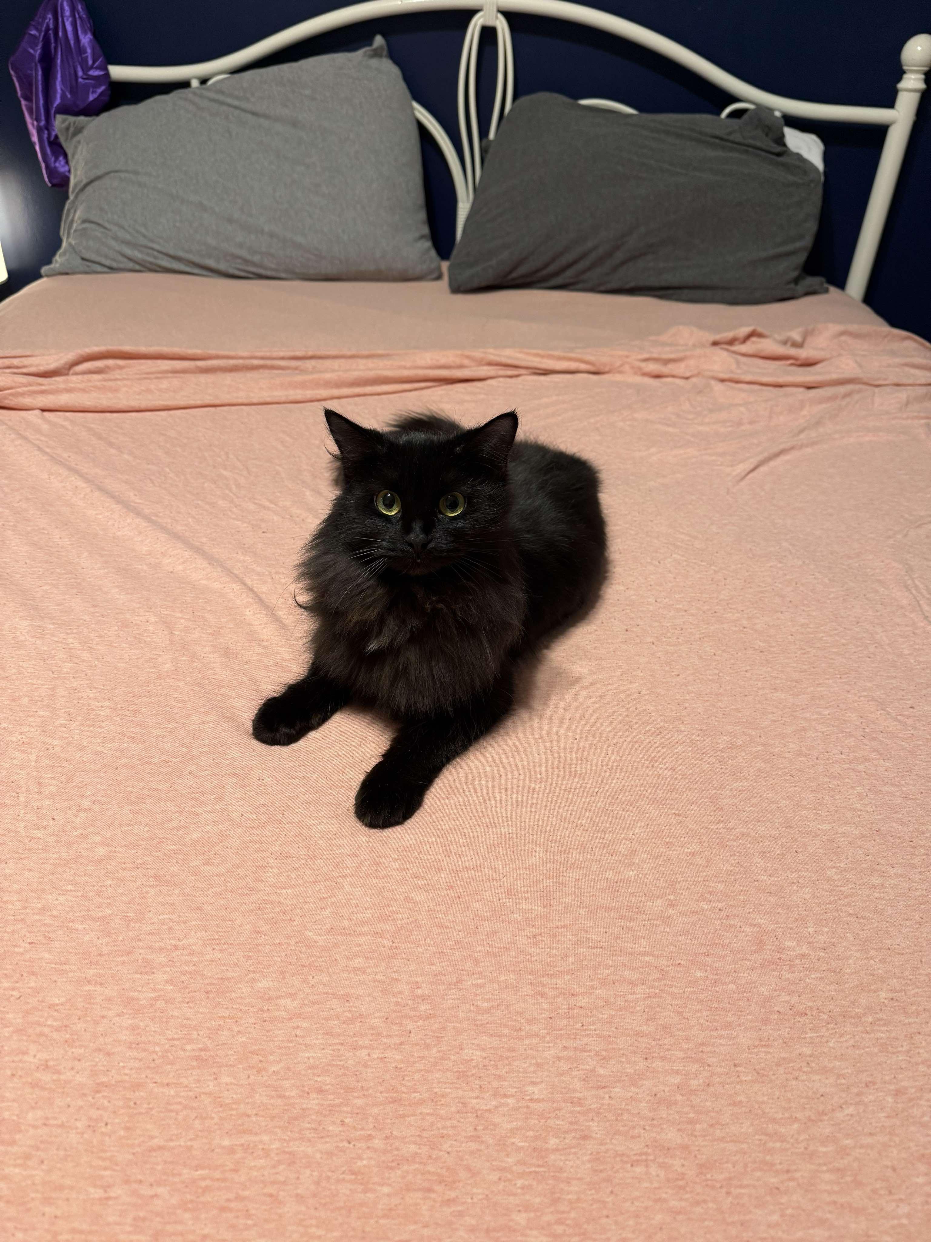 Enlarge Dusty Bunny, a ADOPTABLE mixed breed in Sheboygan, WI image 4/5