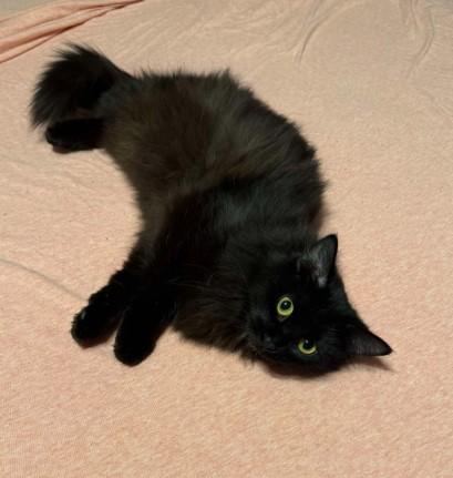 Dusty Bunny, ADOPTABLE, Adult Female Domestic Medium Hair.