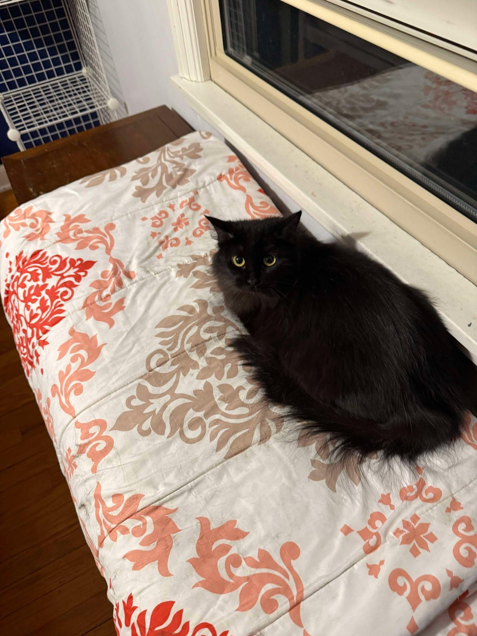 Enlarge Dusty Bunny, a ADOPTABLE mixed breed in Sheboygan, WI image 5/5