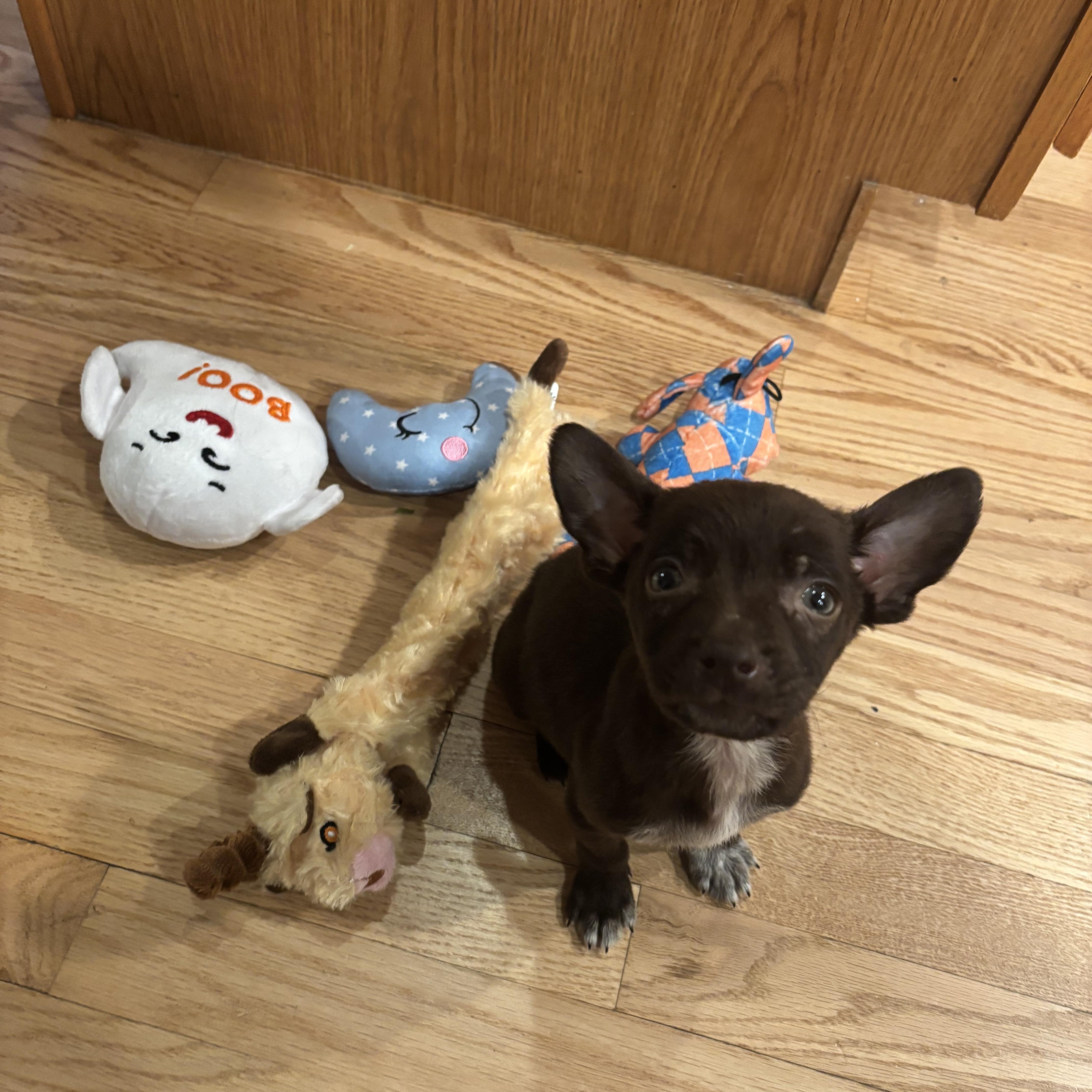 Enlarge Slate, an adopted mixed breed in Oswego, IL image 2/3