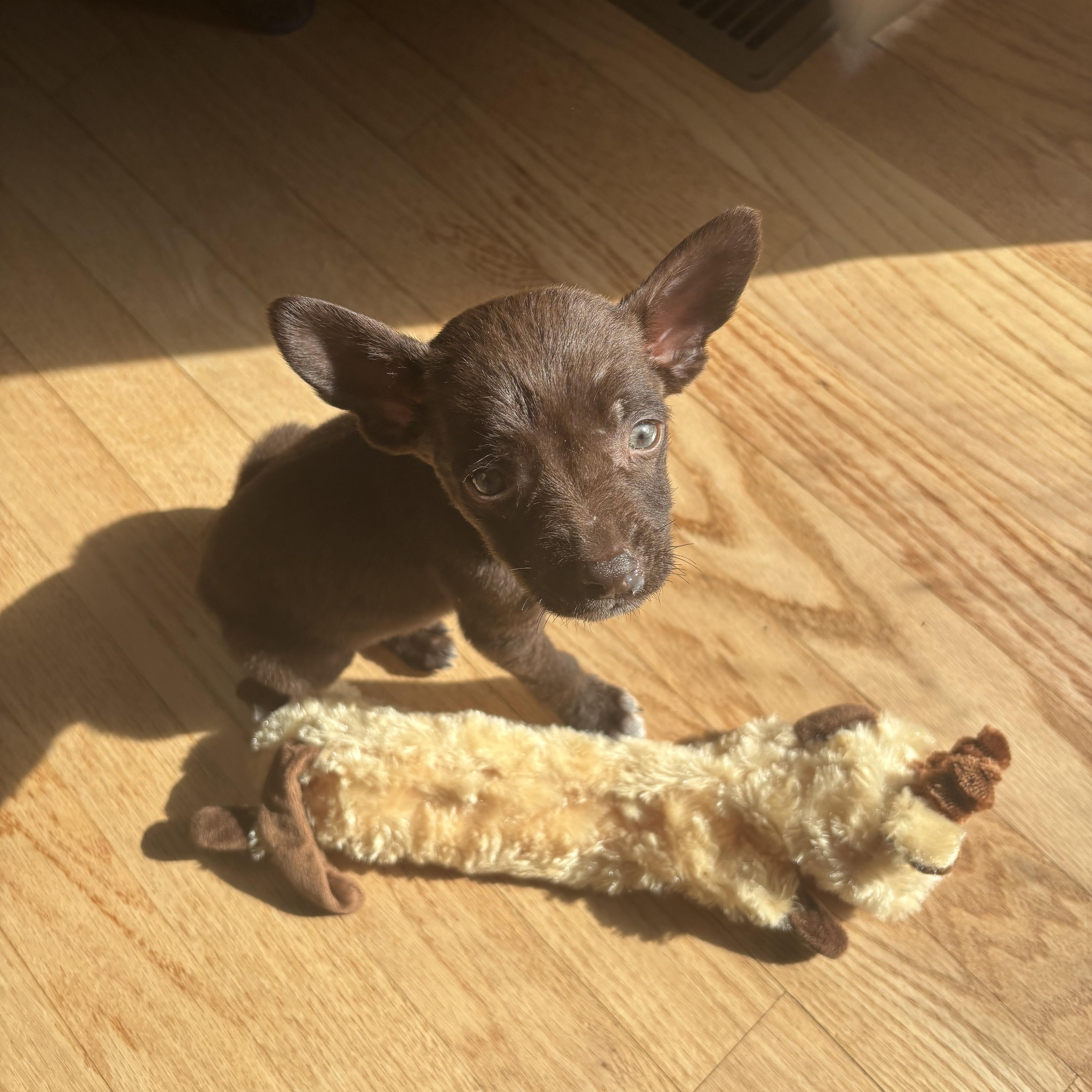 Enlarge Slate, an adopted mixed breed in Oswego, IL image 3/3