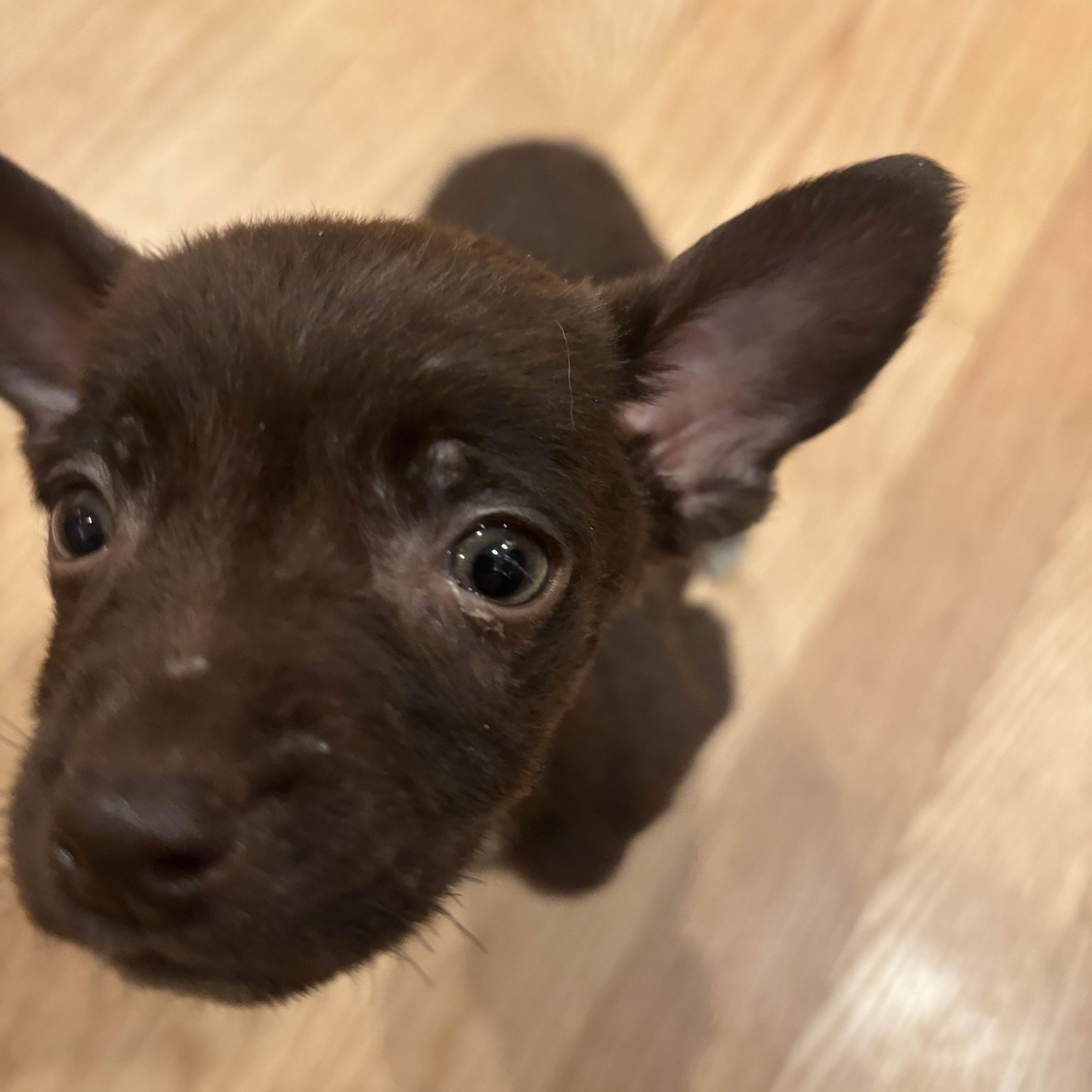 Slate, adopted, Young Male Chihuahua.