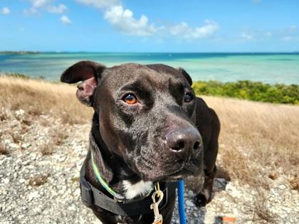 Radain, Adoptable, Adult Male American Bulldog.