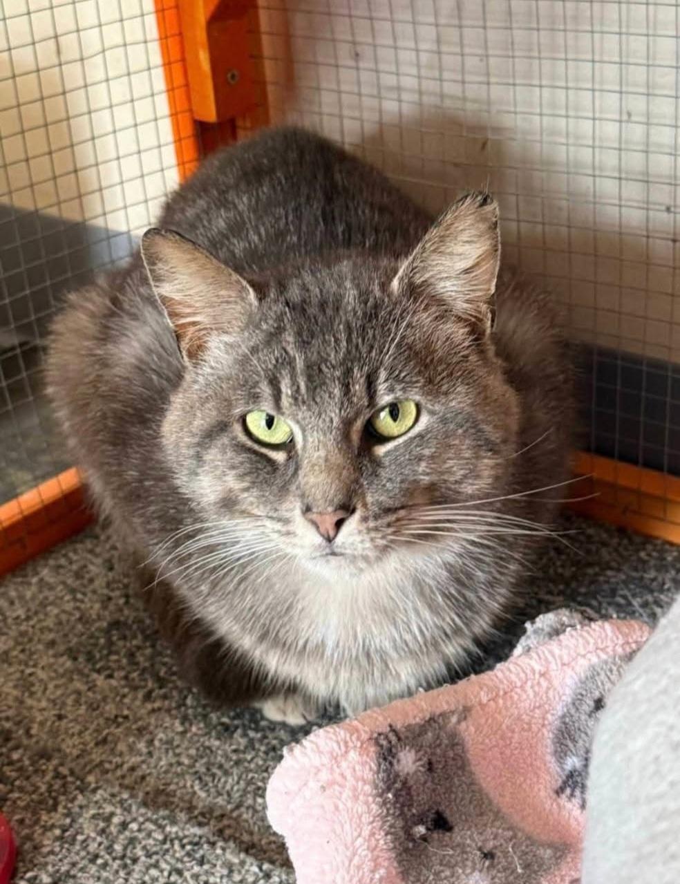 Dale, Adoptable, Adult Male Domestic Short Hair & Tabby.