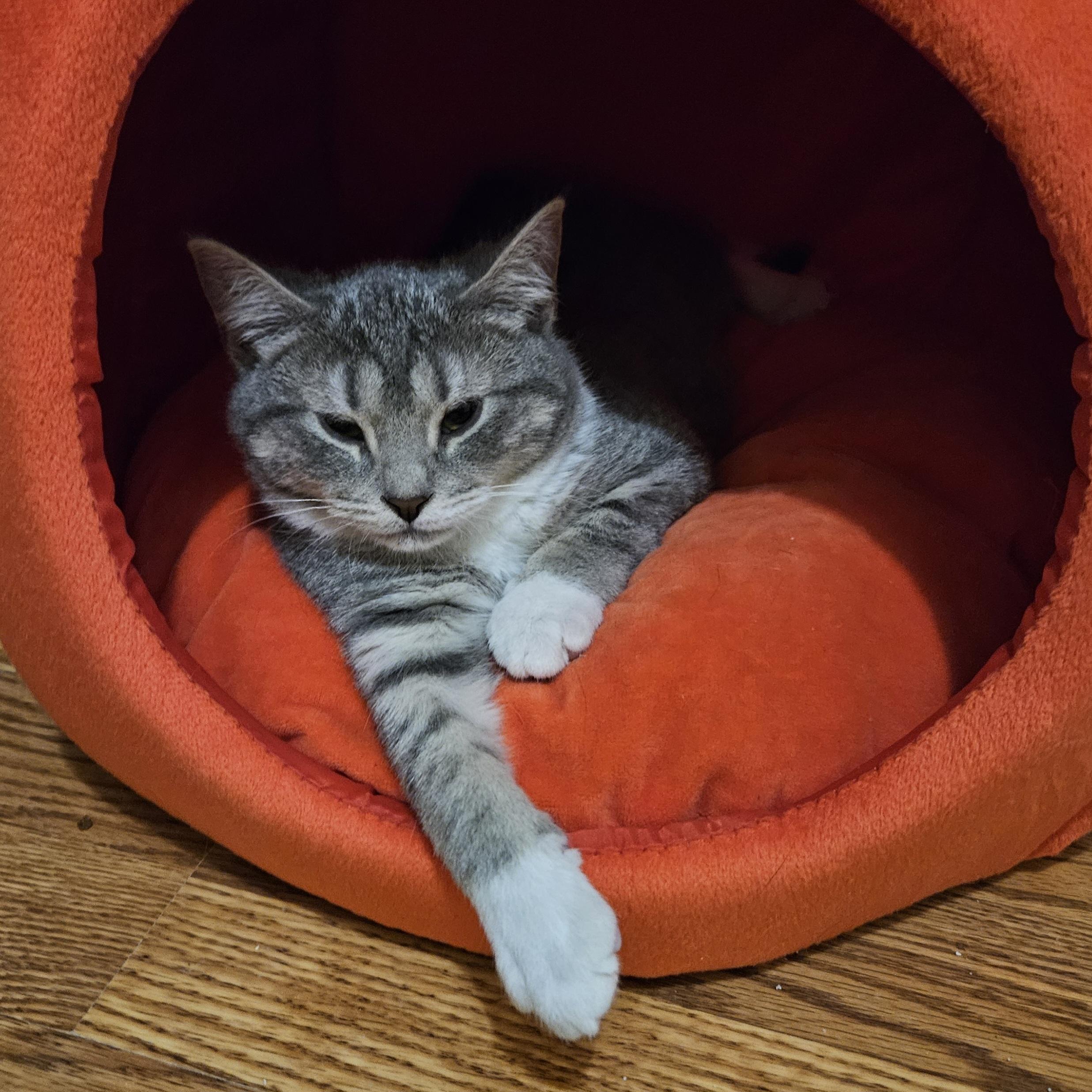 Pegasus, an adopted Domestic Short Hair in Milwaukee, WI image 3/5