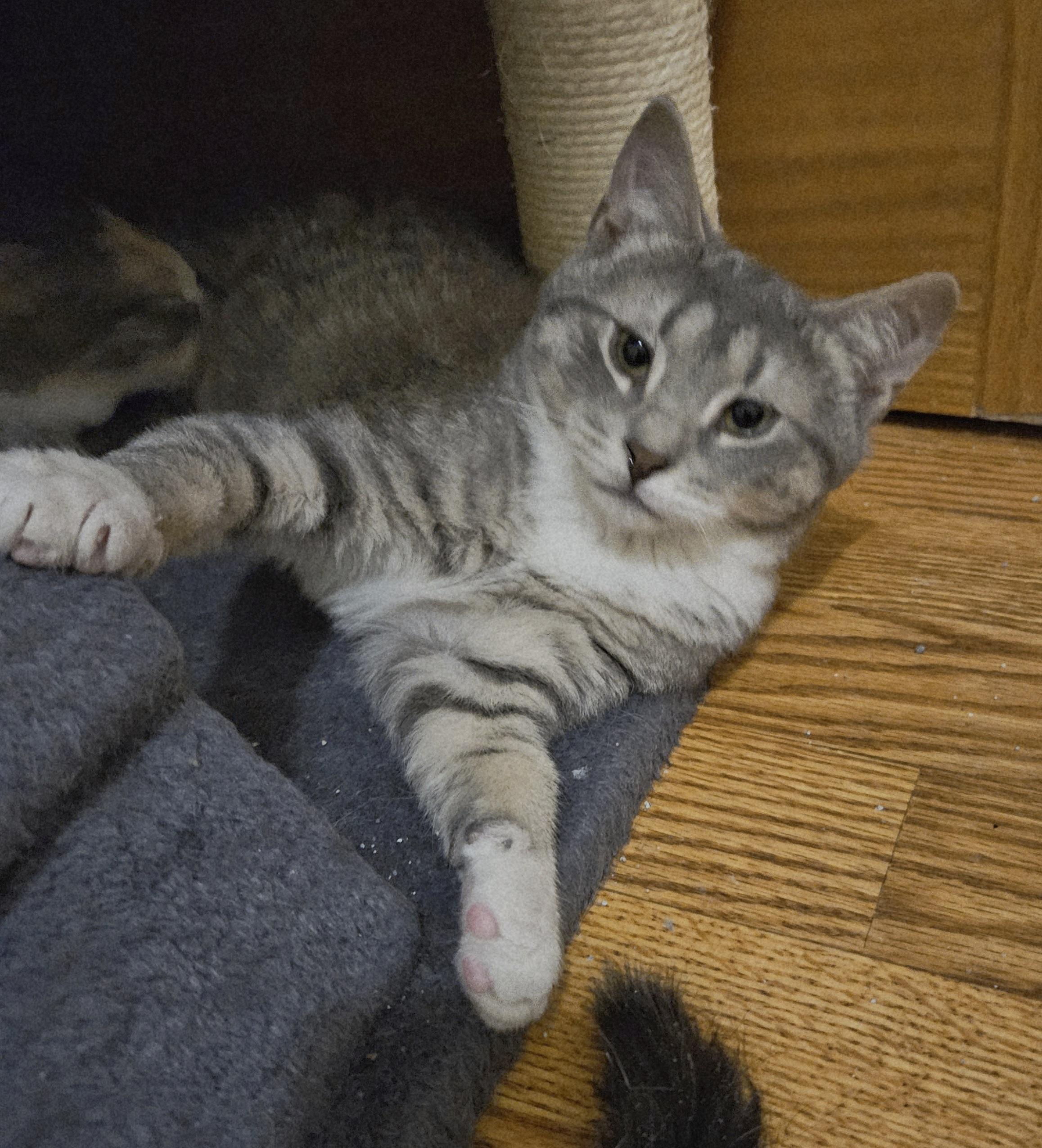 Pegasus, an adopted Domestic Short Hair in Milwaukee, WI image 2/5